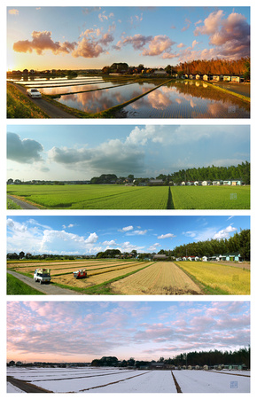 Four Seasons of Rice Farming