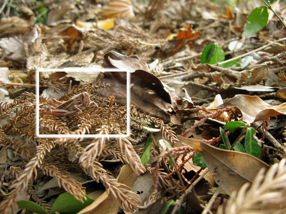 Winter Grasshopper box