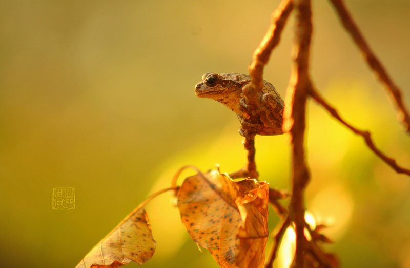 Last Frog, First Leaves Flickrhanko