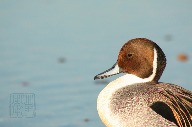 Male Northern Pintail  オナガガモのオス