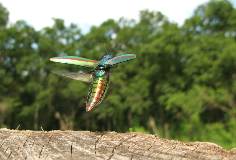 Jewel Beetle abdomen