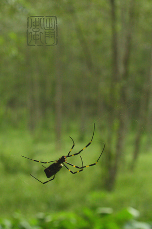 Spider in Forest