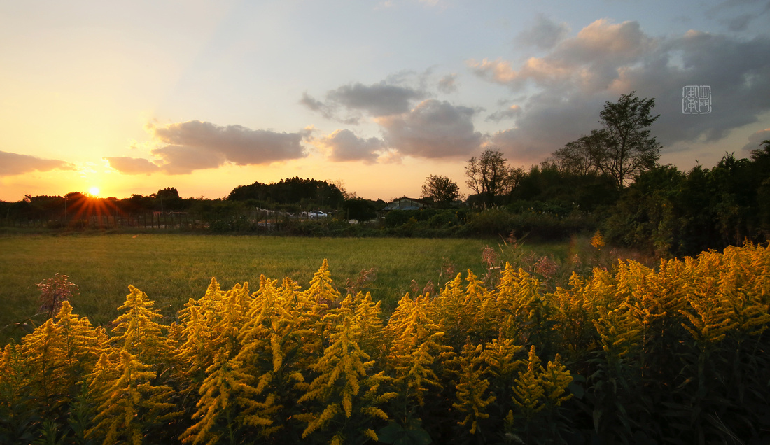 Wild Golden Rod Flowers