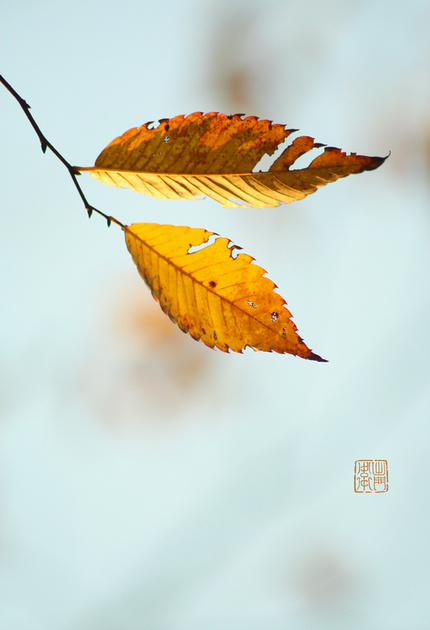 Zelkova Leaves