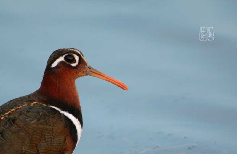 Female Greater Painted-Snipe