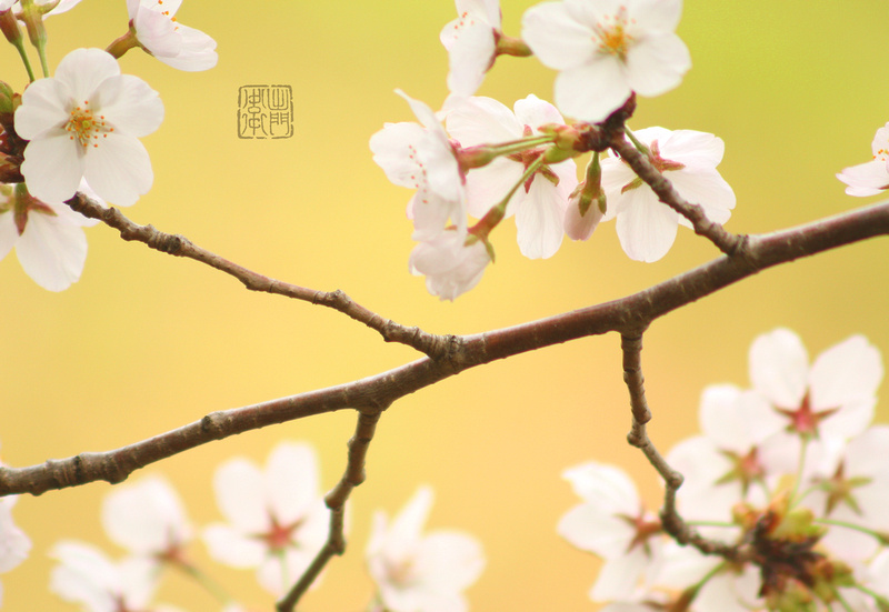 Blossom Town Flickrhanko