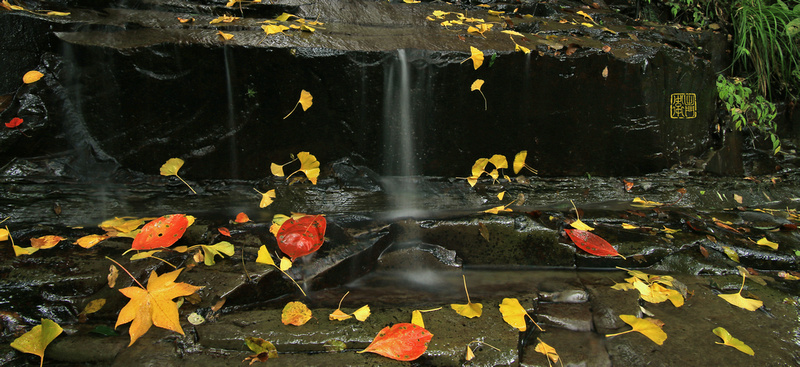 Leaves