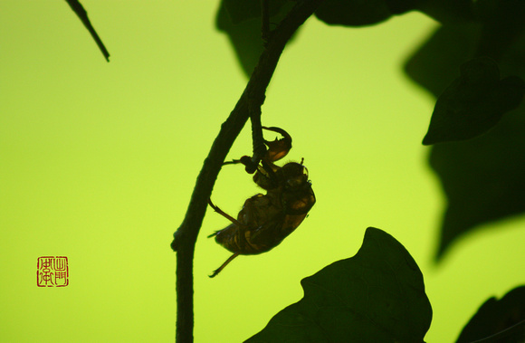 Cicada Shell