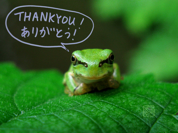 Thank you frog