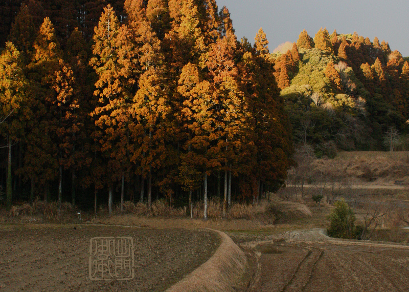 Sunlit Cedars