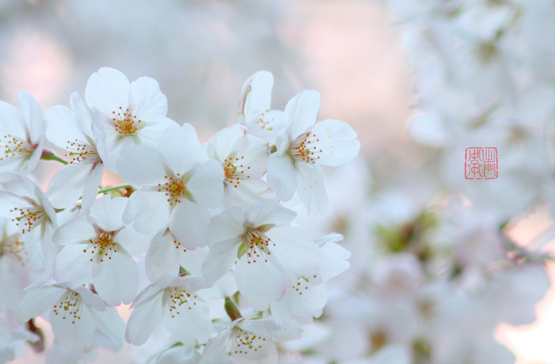 Full Bloom Flickrhanko