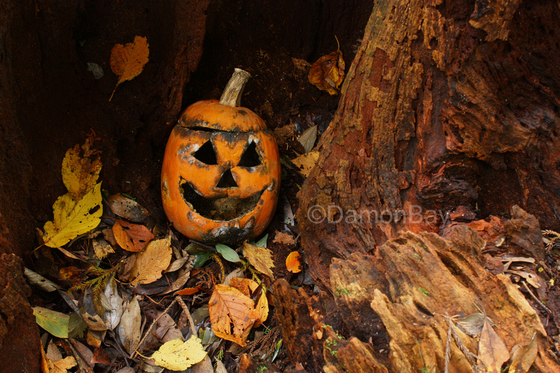 A Wild jack O Lantern