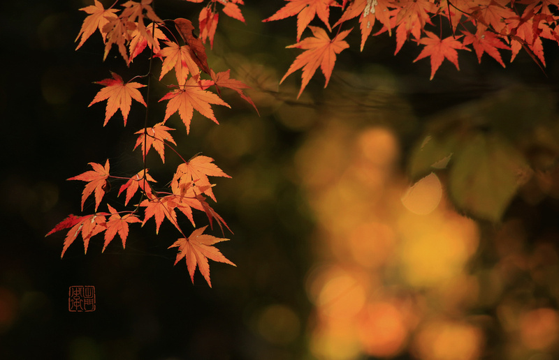 Red Momiji