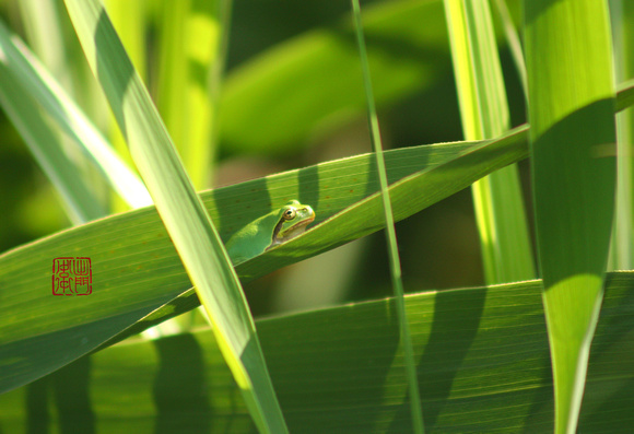 Frog Highway