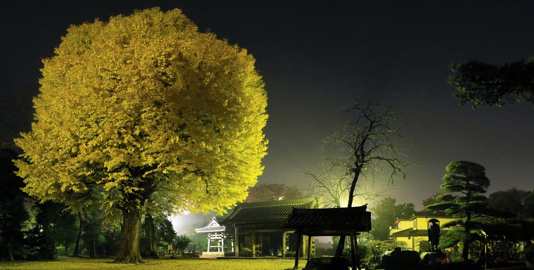 Gingko Panorama