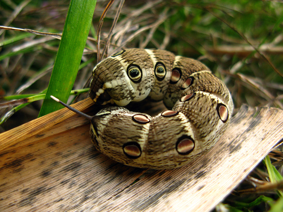 Suzumega Caterpillar