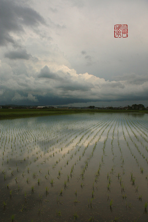 Storm over Rice Paddies Flickrhanko