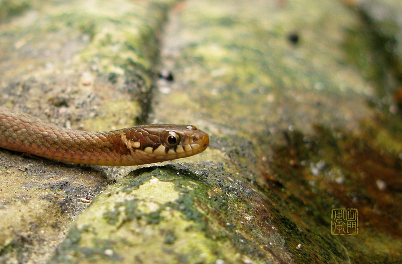 Hibakari Japanese Grass Snake