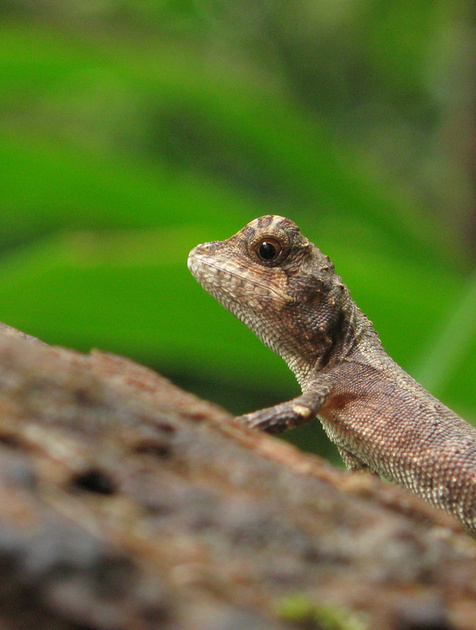 Ryukyu Tree Lizard